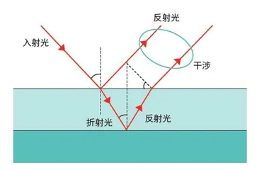 蝴蝶之翼中的色彩奥秘6