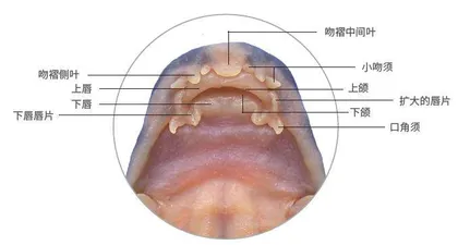 山溪中的黑白“精灵”1