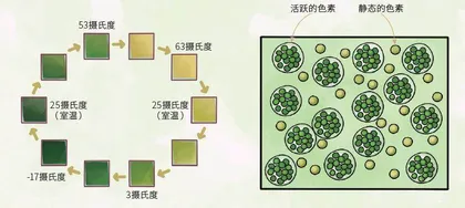 仿生叶片：树荫深处的“变色龙”2