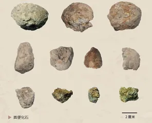 古代生物消化系统“三剑客”牙结石、胃容物和粪便化石里的秘密4