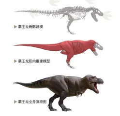 少年古生物复原画家养成记1