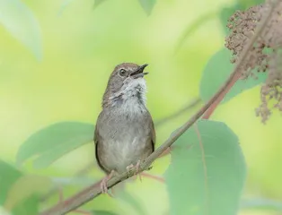 双名法9