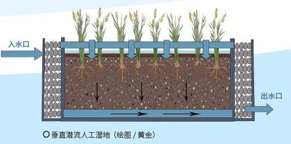 农村污水净化有妙计人工湿地2