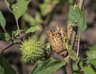 夏日探险安全指南6