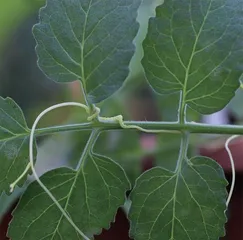 植物也会“唠嗑”吗？听听它们都聊了啥2