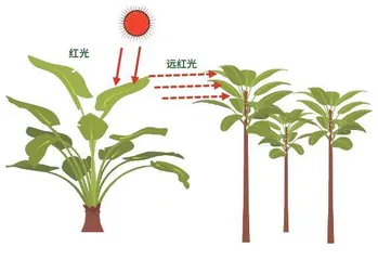 植物也会“唠嗑”吗？听听它们都聊了啥3