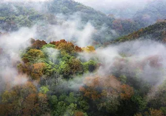 花青素的跳跃“七彩雨林”的成因