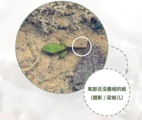 湿地植物科考1