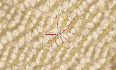 泥炭藓的生存智慧3