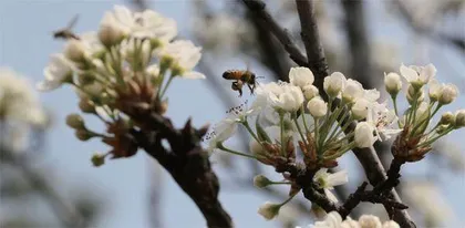 绿意中的细语8