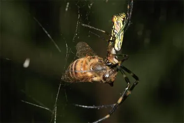 绿意中的细语11