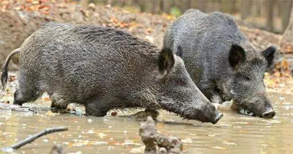 野猪也能横渡长江？4