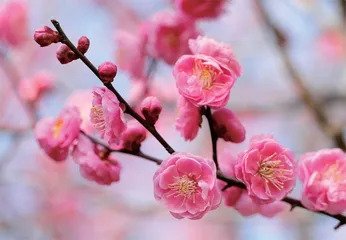 冰天雪地，为何也有植物开花？