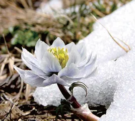 冰天雪地，为何也有植物开花？1