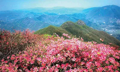 冰天雪地，为何也有植物开花？2