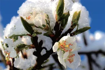 冰天雪地，为何也有植物开花？5