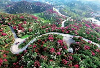 冰天雪地，为何也有植物开花？6