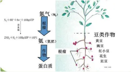 农作物“ 吃饭” 越多越好吗？