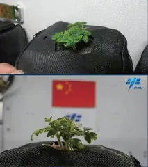 在空间站里“种菜”有什么不一样？9