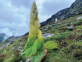 藻类：地球出现人类的大功臣4