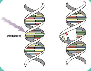 羊肚菌“飞天记”6