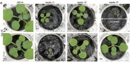 科学家首次成功用月壤种出植物1