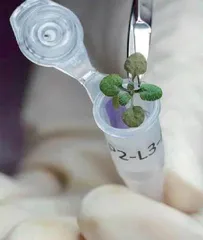 科学家首次成功用月壤种出植物2