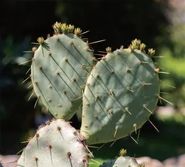 植物长刺的秘密