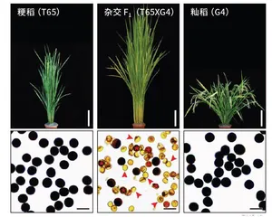 水稻花粉的“毒药”与“解药”3
