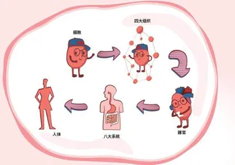 走进人体细胞“工厂”0