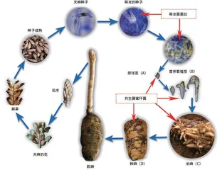 “吃”真菌的植物天麻2