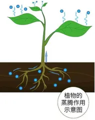 望天树：雨林中的巨人4