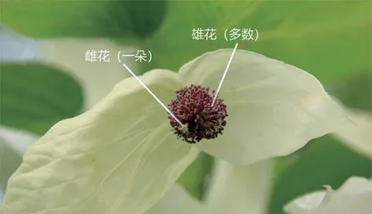 似白鸽起舞的“活化石”珙桐3