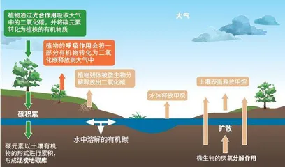 吸碳的巨型“海绵”4