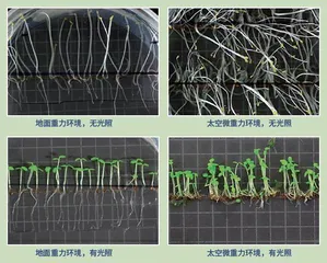 太空“菜农”的丰收日志