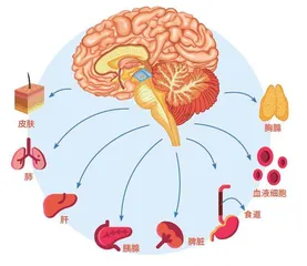 “嘀嗒”作响的人体时钟3