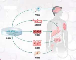 未来医疗的“新大门”：定制化干细胞2