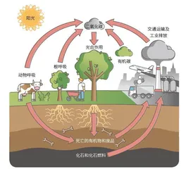 种1万亿棵树，能逆转气候变化吗？ 0