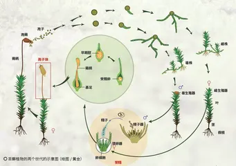 苔藓的生长策略