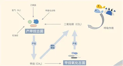 海洋古菌2