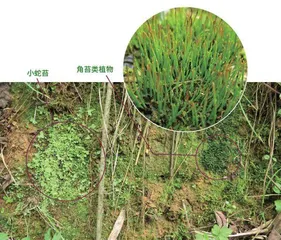 苔藓的生长策略2