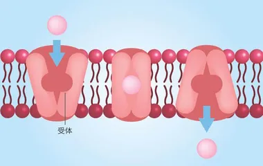 细胞“通信网络”4