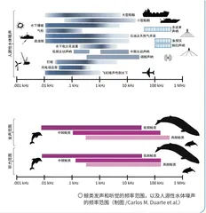 搁浅的鲸类听到了什么？3