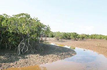 红树林：海岸带固碳魔法师1