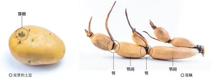 是根还是茎？3