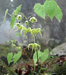 匡庐奇秀 甲天下山5