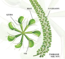 貉藻:身手敏捷的食虫植物2