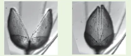 貉藻:身手敏捷的食虫植物3