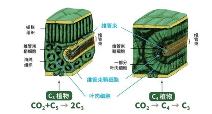 禾草之王：王草2