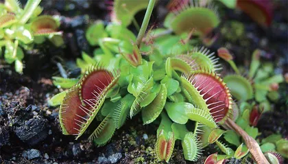 貉藻:身手敏捷的食虫植物7